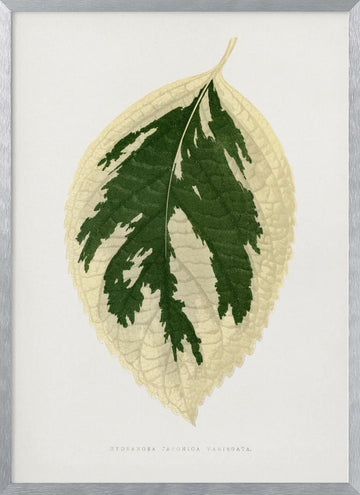Hydrangea Japonica Variegata Leaf Illustration | Poster - Silver Frame Interior