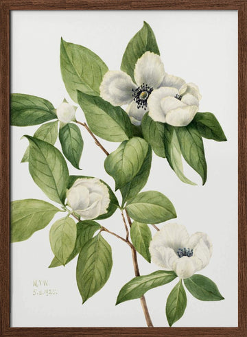 Virginia Stewartia (1925) | Poster - Walnut Frame Interior