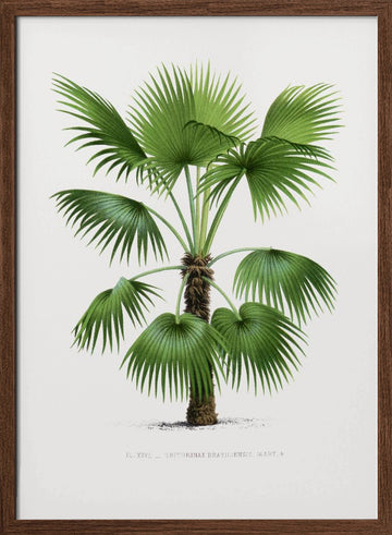 Xxvi Trithrinax B | Poster - Walnut Frame Interior