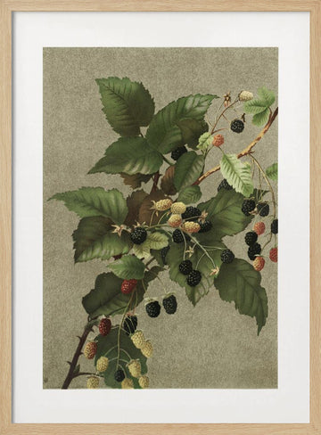 Blackberries | Poster - Wood Frame Interior