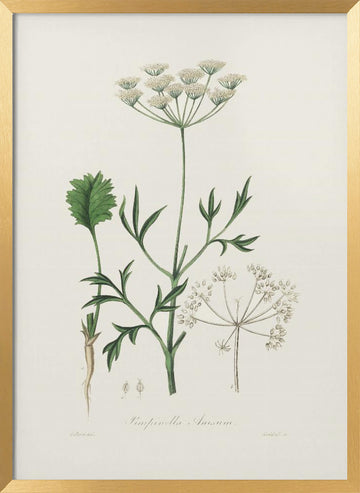 Aniseed (pimpinella Anisum) Medical Botany | Poster - Gold Frame Interior