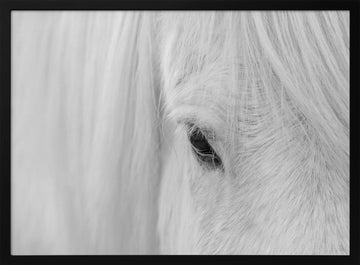 White Horse Gaze | Poster - Black Metal Frame Interior