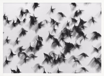 Dynamic Flying Flock | Poster - White Frame Interior