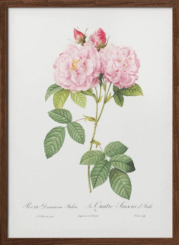 Rosa Bifera Officinalis, Les Roses (1817–1824) | Poster - Walnut Frame Interior