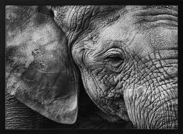 Textured Elephant Portrait | Poster - Black Metal Frame Interior