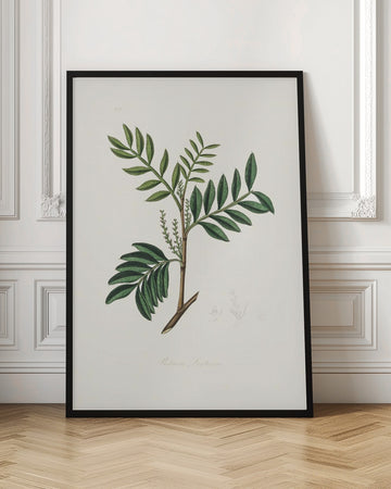 Lentisk (pistacia Lenitiscus) Medical Botany | Poster - Room Interior 1