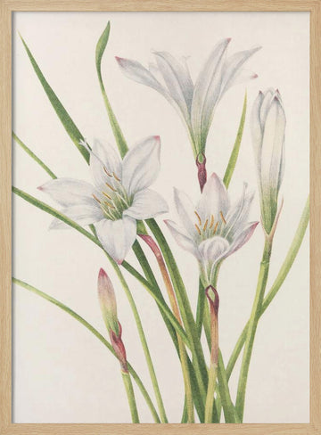 Atamasco Lily From North American Wildflowers (1925) By Mary Vaux Walcott | Poster - Wood Frame Interior