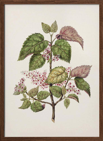 Makomako   Aristotelia Racemosa Drawn By Sarah Featon (1848–1927) | Poster - Walnut Frame Interior