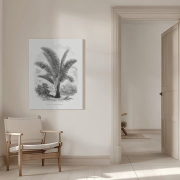 Vintage Palm Tree Drawing Vii | Canvas - Room Interior 1