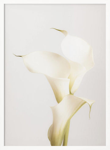 Elegant Calla Lilies | Poster - White Frame Interior