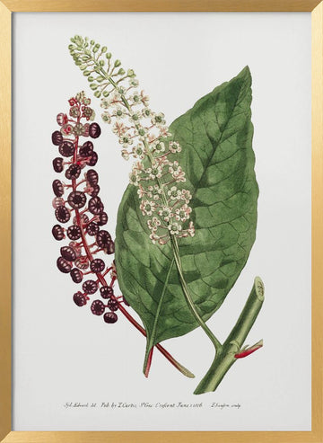 Phytolacca Decandra 1806 Flower Garden Displayed By Francis Sansom | Poster - Gold Frame Interior