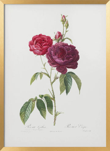 Purple French Rose, Les Roses (1817–1824) | Poster - Gold Frame Interior