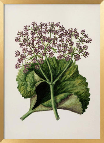 Antique Plant Ii Drawn By Sarah Featon (1848–1927) | Poster - Gold Frame Interior