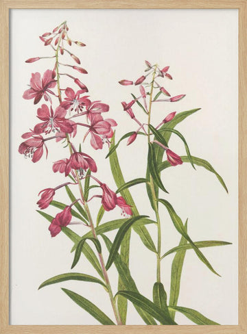 Fireweed From North American Wildflowers (1925) By Mary Vaux Walcott. | Poster - Wood Frame Interior