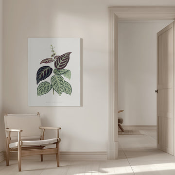 Green Bignonia Argyro Violascens Leaf Illustration | Canvas - Room Interior 1