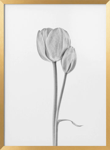 Elegant Tulip Pair | Poster - Gold Frame Interior