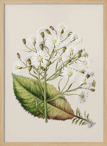 Senecio Hectori Drawn By Sarah Featon (1848–1927) | Poster - Wood Frame Interior