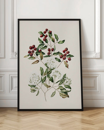 Maire Tawake Drawn By Sarah Featon(1848   1927) | Poster - Room Interior 1