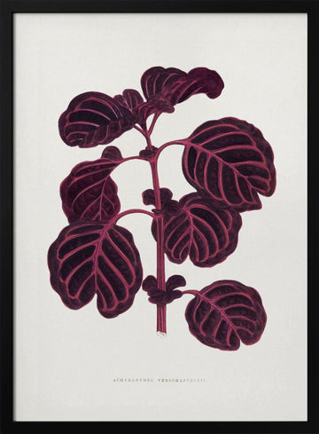 Pink Achyranthes Verschaffeltii Leaf Illustratio | Poster - Black Metal Frame Interior