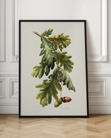 Botanical Oak Acorns | Poster - Room Interior 1