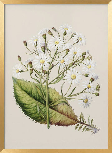 Senecio Hectori Drawn By Sarah Featon (1848–1927) | Poster - Gold Frame Interior