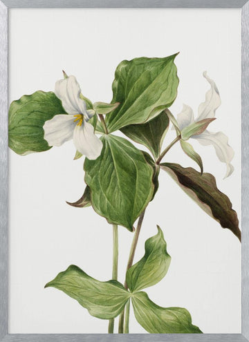 Large White Trillium | Poster - Silver Frame Interior