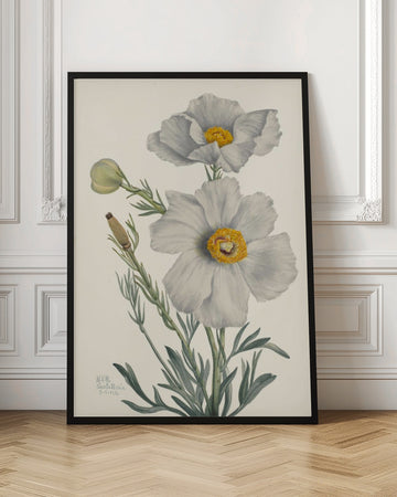 Matilija Poppy | Poster - Room Interior 1