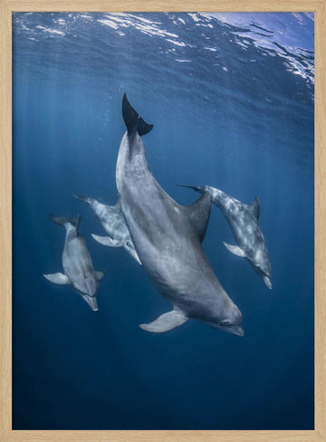 Graceful Dolphins Blue Depths | Poster - Wood Frame Interior