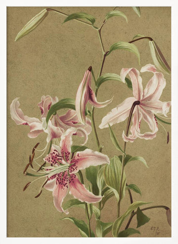 Japan Lily By Ellen Thayer Fisher | Poster - White Frame Interior