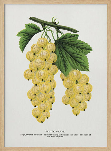 White Grape Lithograph | Poster - Wood Frame Interior