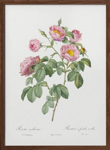 Semi Double Variety of Tomentose Rose, Les Roses (1817–1824) | Poster - Walnut Frame Interior