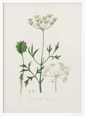 Aniseed (pimpinella Anisum) Medical Botany | Poster - White Frame Interior