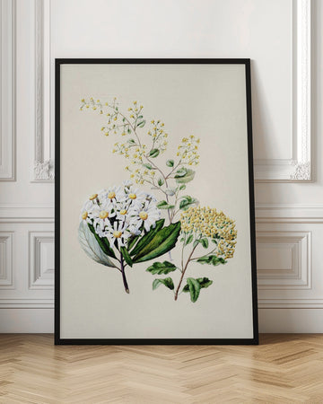 Senecio Drawn By Sarah Featon (1848–1927) | Poster - Room Interior 1
