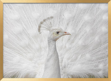White Peacock Display | Poster - Gold Frame Interior
