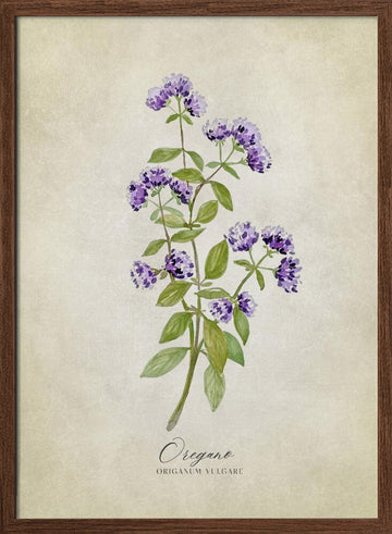 Purple Oregano Botanical | Poster - Walnut Frame Interior