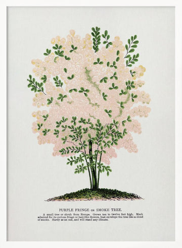 Purple Fringe Tree Lithograph | Poster - White Frame Interior