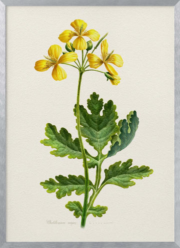 Vintage Celandine Botanical | Poster - Silver Frame Interior