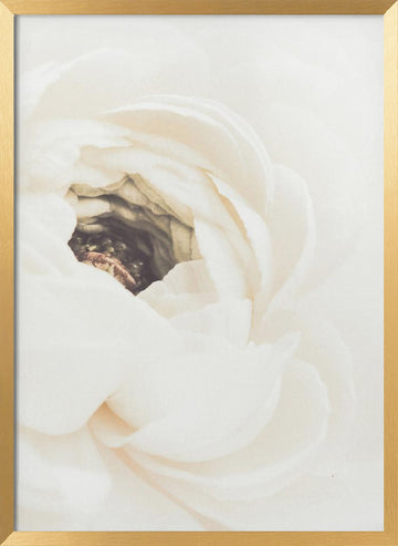 Soft White Ranunculus Bloom | Poster - Gold Frame Interior