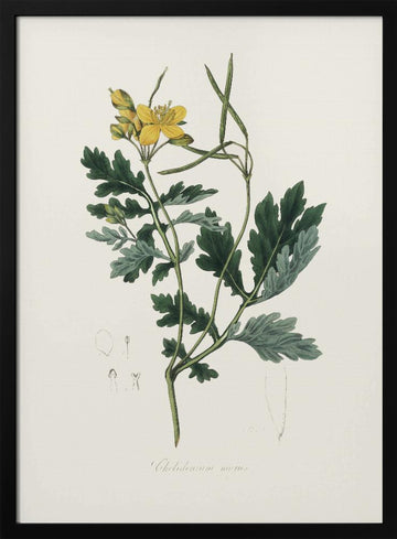 Greater Celandine (chelidonium Majus) Medical Botany | Poster - Black Metal Frame Interior