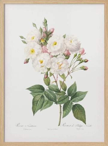 Rosa × Noisettiana, Les Roses (1817–1824) | Poster - Wood Frame Interior