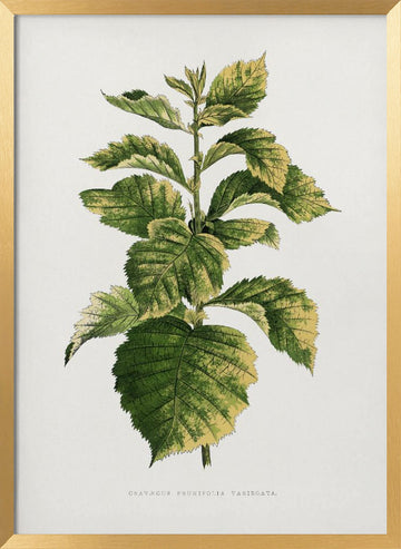 Common Hawnthorn Leaf Illustration | Poster - Gold Frame Interior