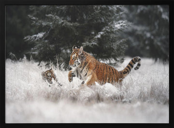 Playful Winter Tigers | Poster - Black Metal Frame Interior
