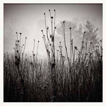 Misty Field Stems | Poster - White Frame Interior