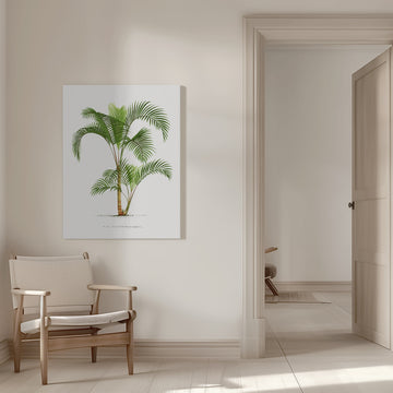 Xvi Hyophorbe I | Canvas - Room Interior 1