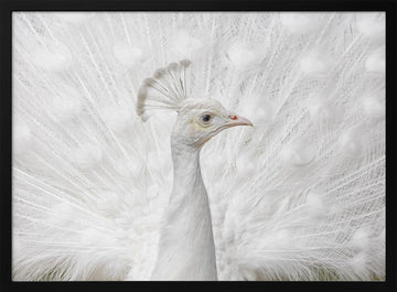 White Peacock Display | Poster - Black Metal Frame Interior