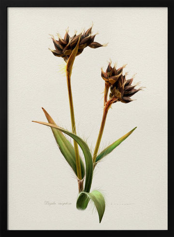 Detailed Botanical Study | Poster - Black Metal Frame Interior