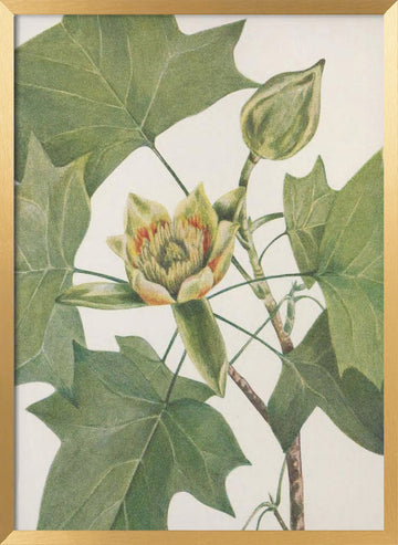 Tulip Tree From North American Wildflowers (1925) By Mary Vaux Walcott. | Poster - Gold Frame Interior