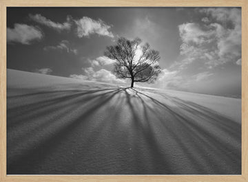 Winter Tree Long Shadows | Poster - Wood Frame Interior