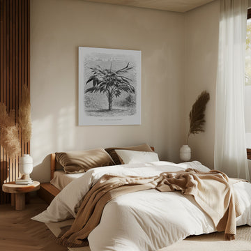 Vintage Palm Tree Drawing Viii | Canvas - Room Interior 2