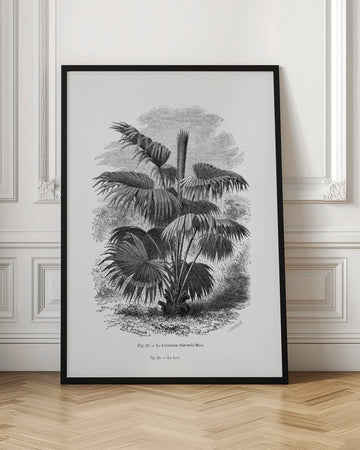 Vintage Palm Tree Drawing Xii | Poster - Room Interior 1